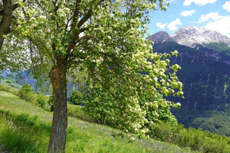 Baum im Blütenkleid.jpg